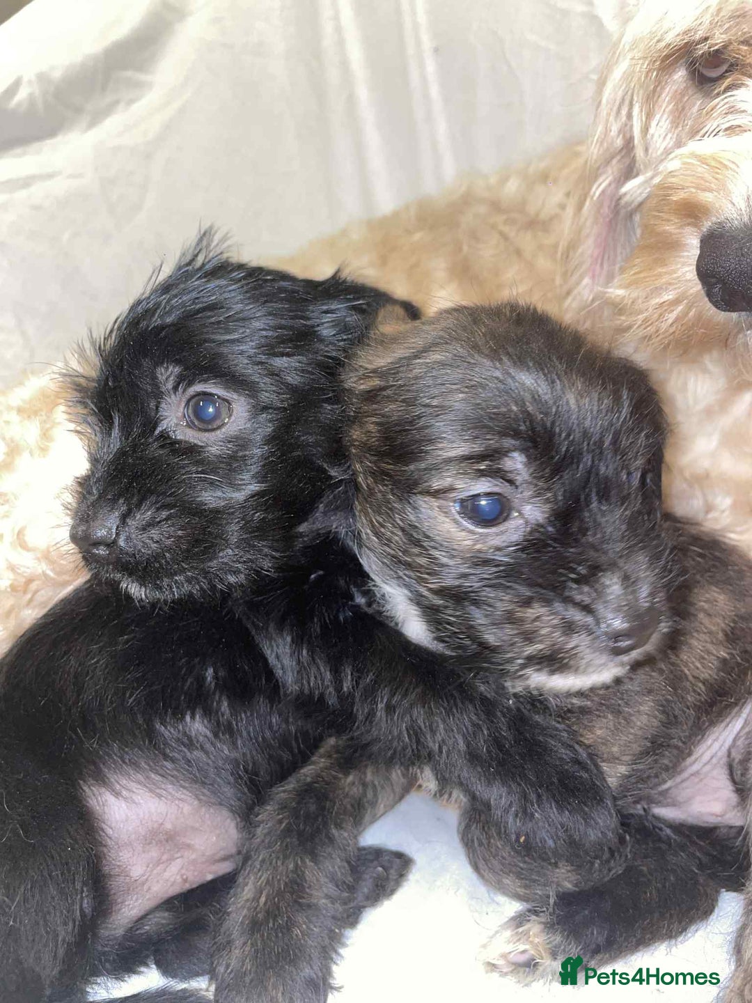 Cockapoo dogs for sale: Here I Have Too Beautiful cockerpoo Girls  - Advert 6