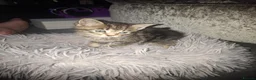 Mixed Breed cats for sale: Stunning kittens for sale - Advert 17