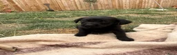 Goldador dogs for sale: Golden Retriever X KC Labrador Retriever - Advert 5