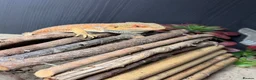 Bearded Dragon reptiles for sale: Draco  - Advert 1