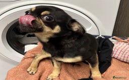 Chug dogs for sale: Chug male  - Image 3