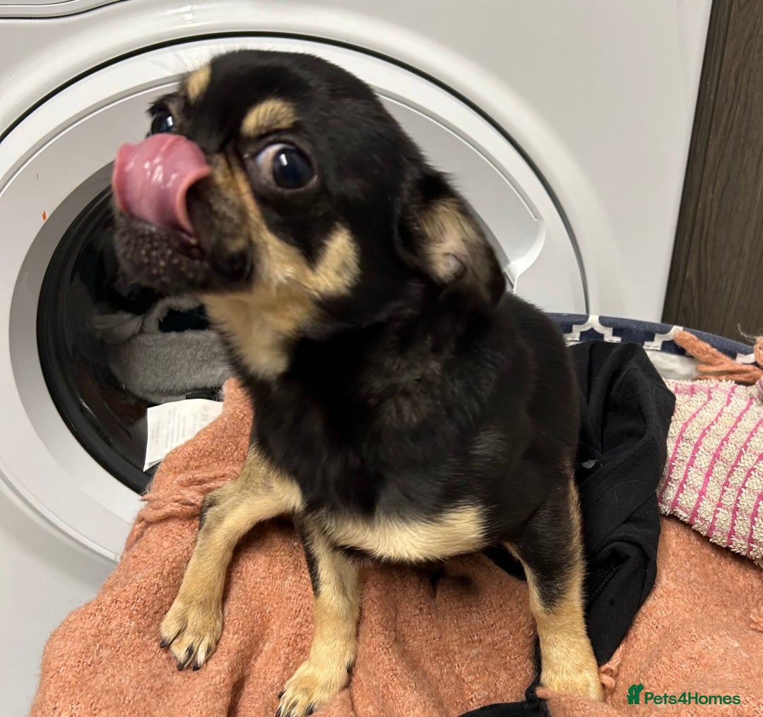 Chug dogs for sale: Chug male  - Image 3