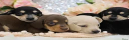 Miniature Dachshund dogs for sale: KC Miniature Dachshund Puppies - Advert 18