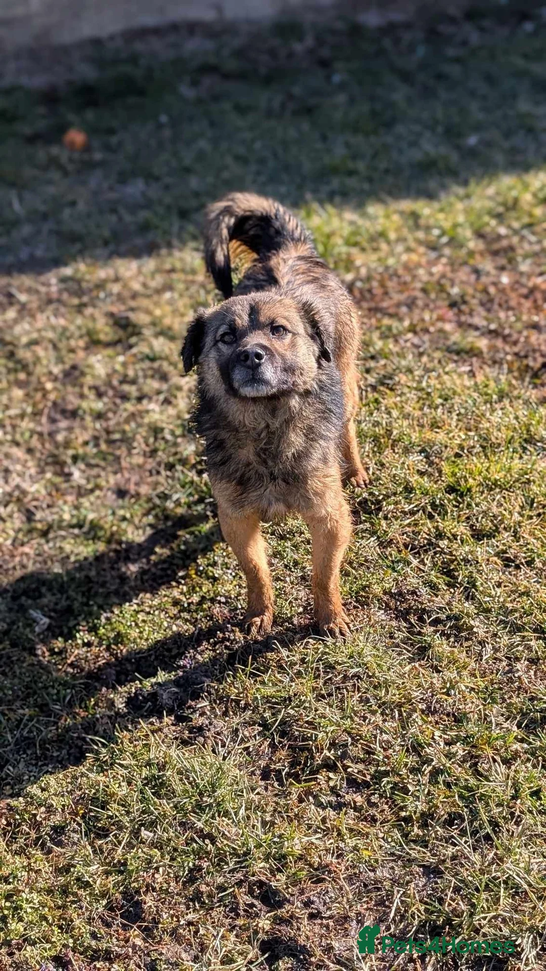 Mixed Breed dogs for adoption: Etta for adoption - Advert 8