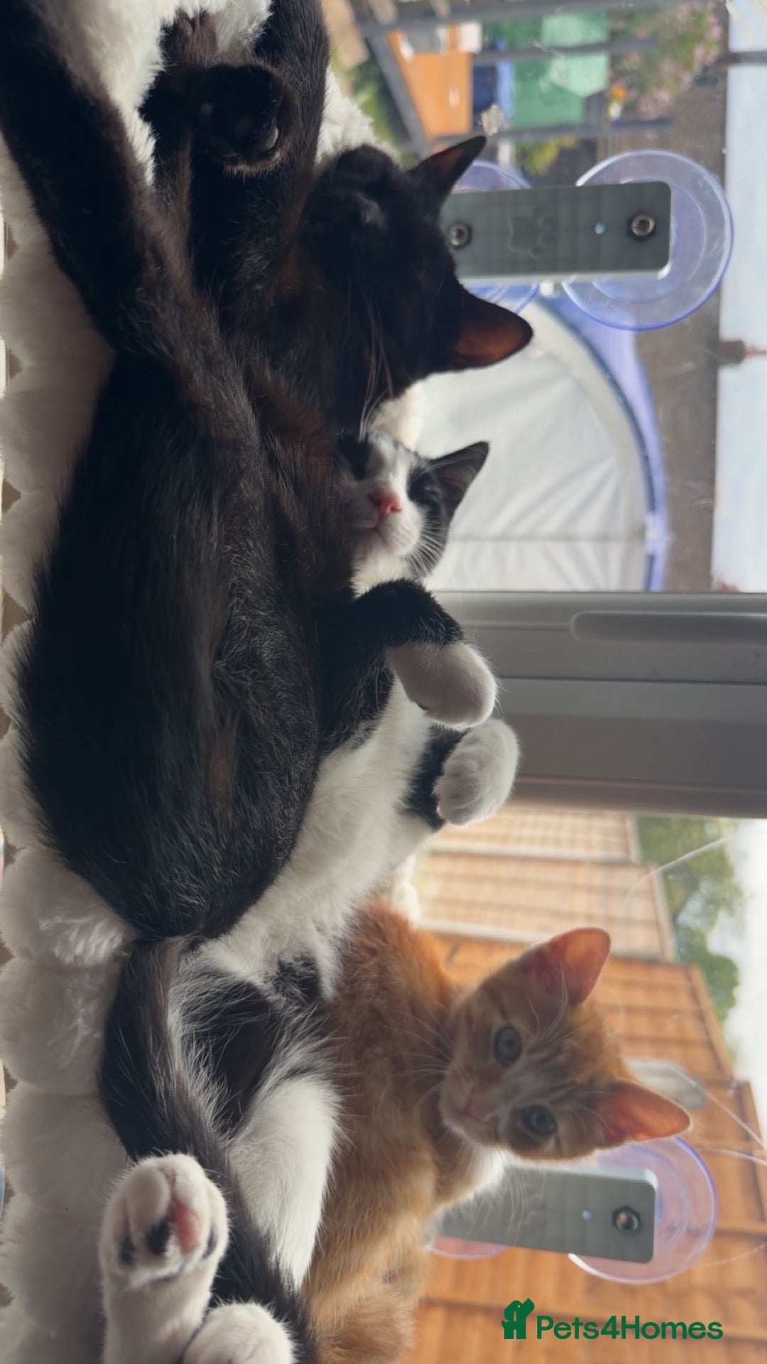 Mixed Breed cats 3 Cats for sale 2 male 1 female 1 year and under - Advert 1