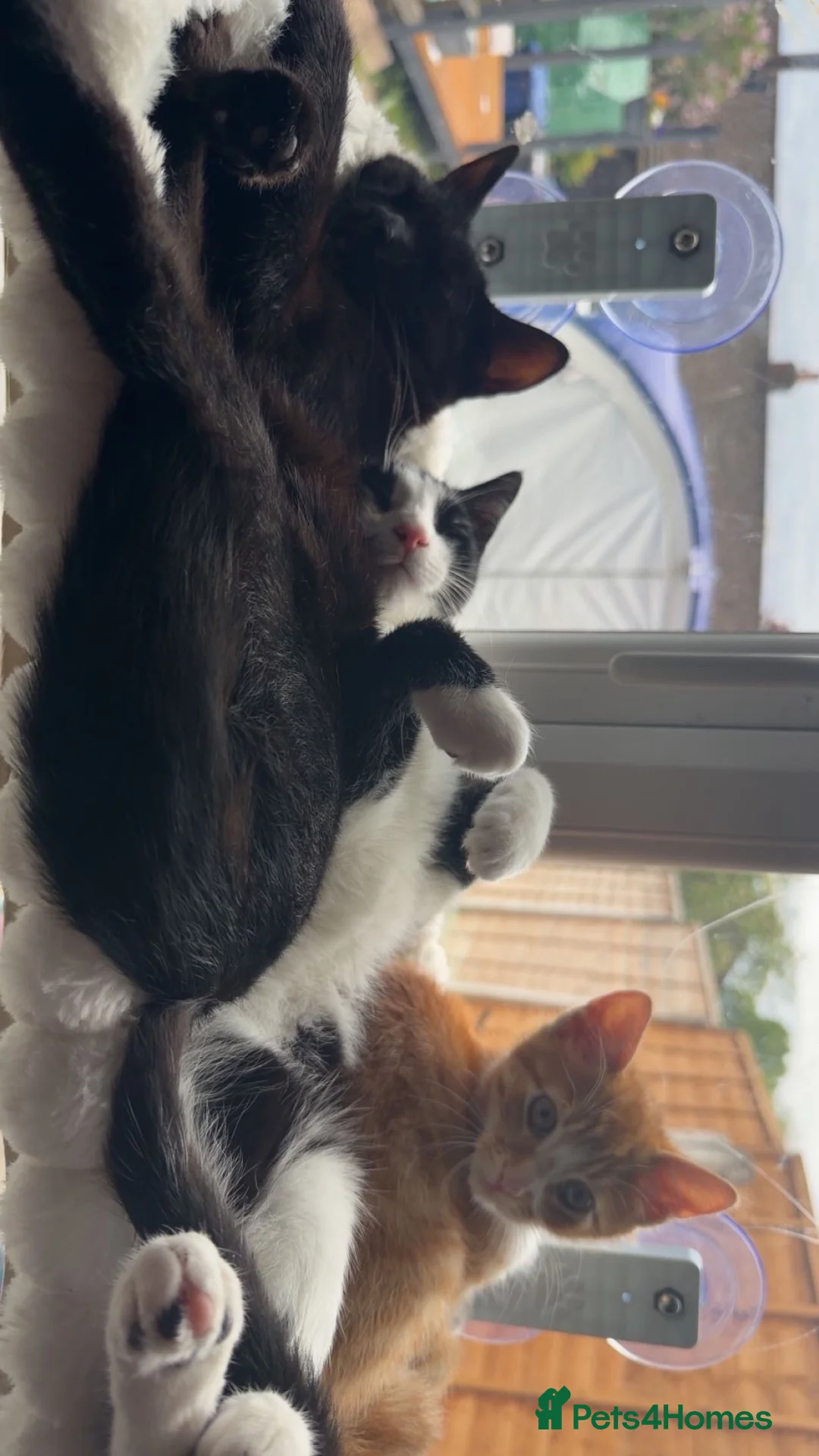 Mixed Breed cats for sale: 3 Cats for sale 2 male 1 female 1 year and under - Advert 1