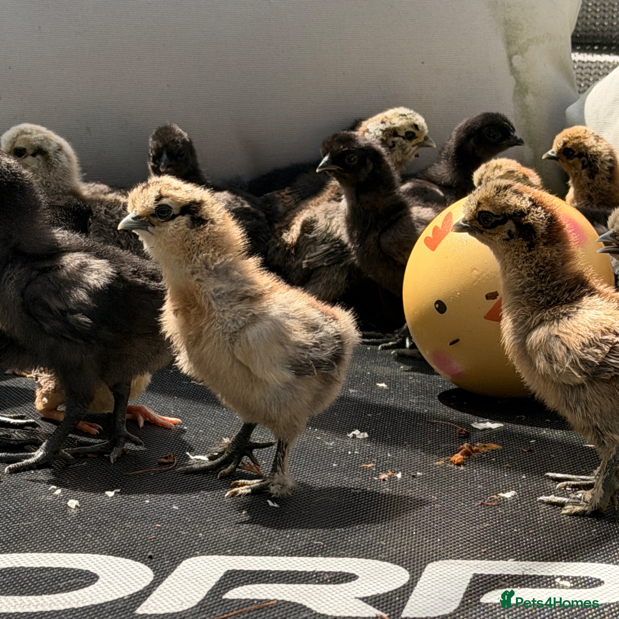 Chickens poultry Silkie chicks  - Advert 1