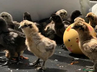 Chickens poultry for sale: Silkie chicks - Advert 1