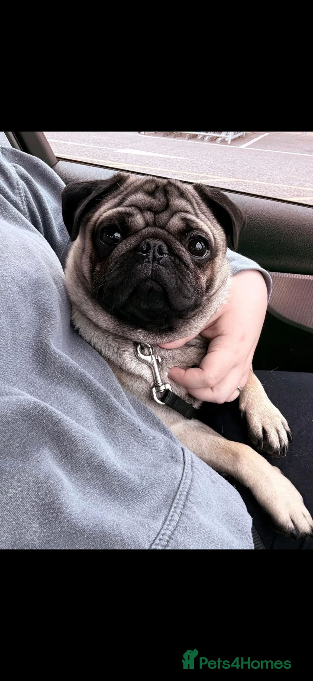 Pug dogs for sale: 🐾 **PUG PUPPIES – INTEREST NOW BEING TAKEN 🐾** - Advert 2