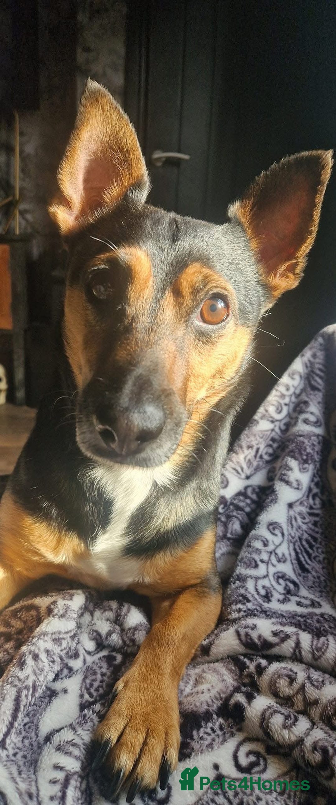 Mixed Breed dogs for sale: Sweetest gentle ball obsessed boy around  - Image 4