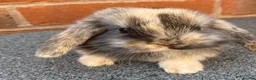 Mini Lop rabbits for sale: STUNNING PURE BREED MINI LOPS AMAZING COLOURS - Advert 20