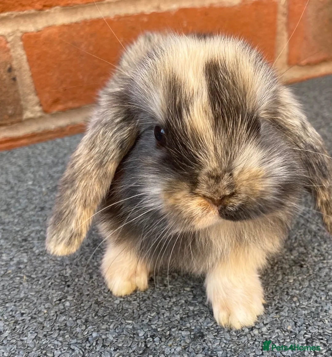 Mini Lop rabbits for sale: STUNNING PURE BREED MINI LOPS AMAZING COLOURS - Advert 20