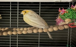 Canaries birds for sale: Adorable Omelette Male Canary - Image 4