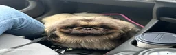 Pekingese dogs for stud: KC registered Pekingese for Stud (Not for sale) - Advert 7