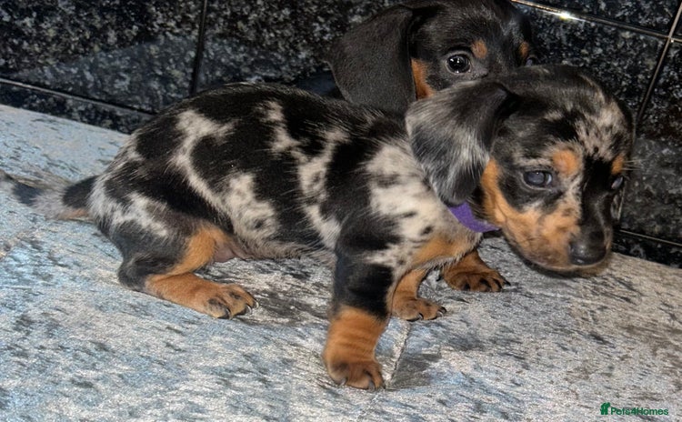 Miniature Dachshund dogs - Advert 1