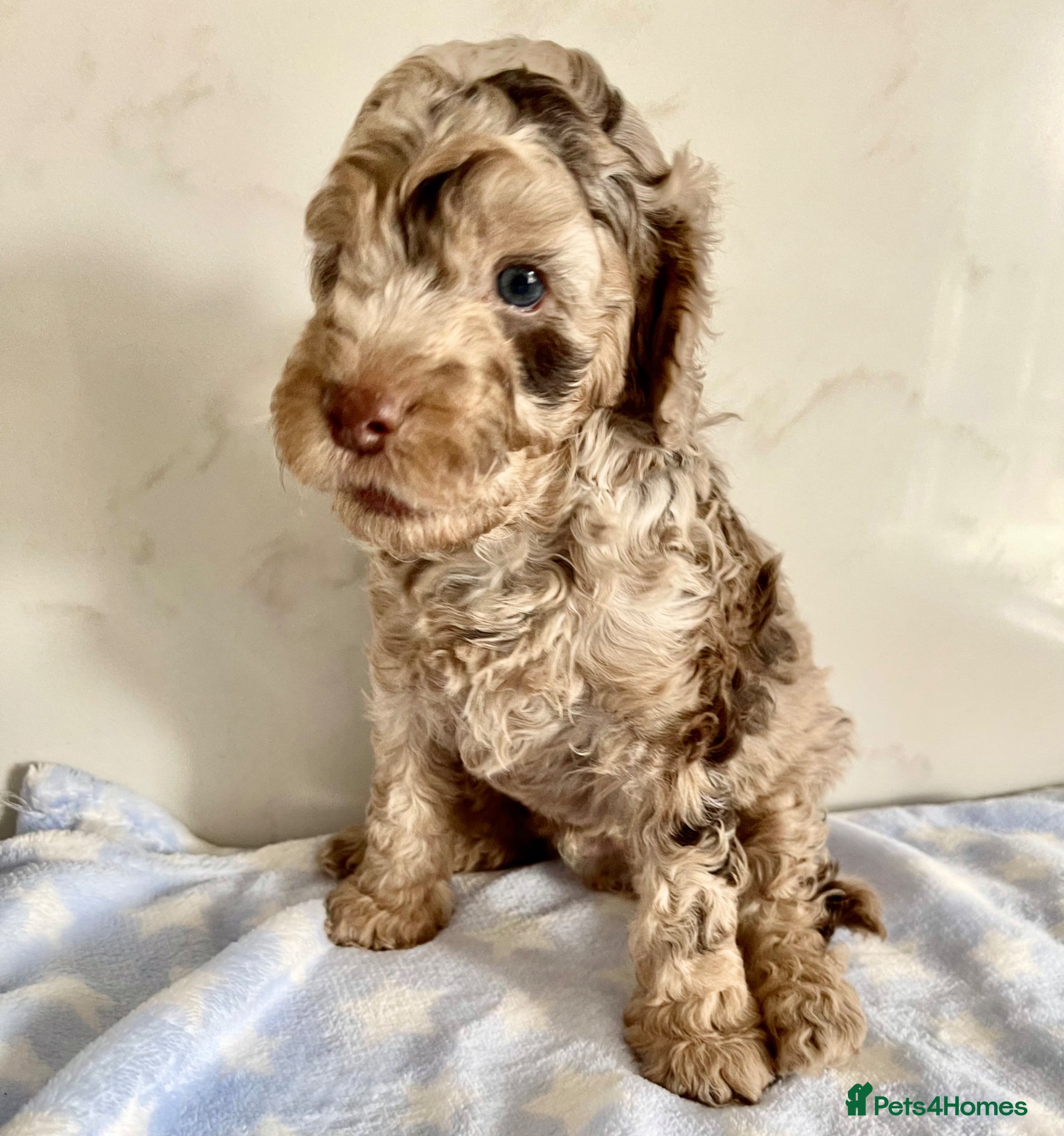 Cockapoo dogs Stunning Cockapoo boy - DNA/health tested  - Advert 1