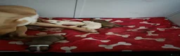 American Bulldog dogs for sale: American bull.dog puppies  in Wigan - Advert 37