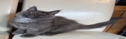 Maine Coon cats for sale: Ready Now Quality TICA Maine Coons active possible - Advert 10