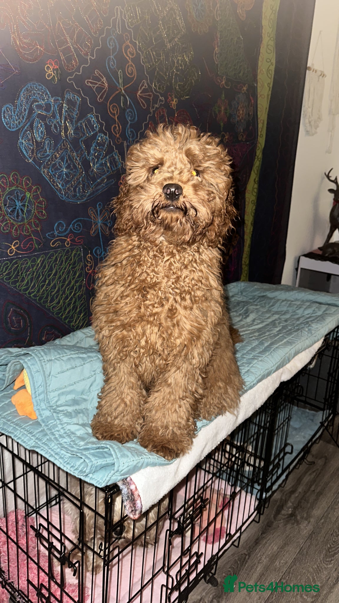 Cavapoo dogs for sale: Ozzy f1 cavapoo *reserved currently  - Advert 9
