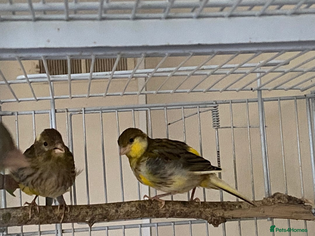 Canaries birds for sale: 5 canaries  - Image 3
