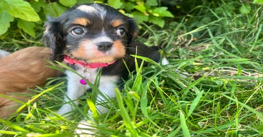 Cavalier King Charles Spaniel dogs - Advert 2