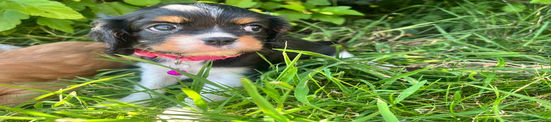 Cavalier King Charles Spaniel Puppy 4