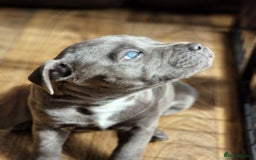 Staffordshire Bull Terrier dogs for sale: KC Reg Staffy Pups – Beautiful Chunky Puppys - Image 13
