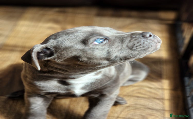 Staffordshire Bull Terrier dogs - Advert 1