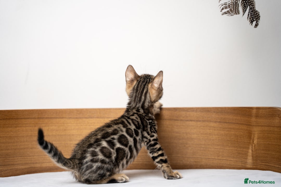 Bengal cats for sale: TICA-Certified Bengal Kittens, Show Quality - Image 23