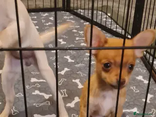 Mixed Breed dogs Beautiful chihuahua mix puppies - Advert 1