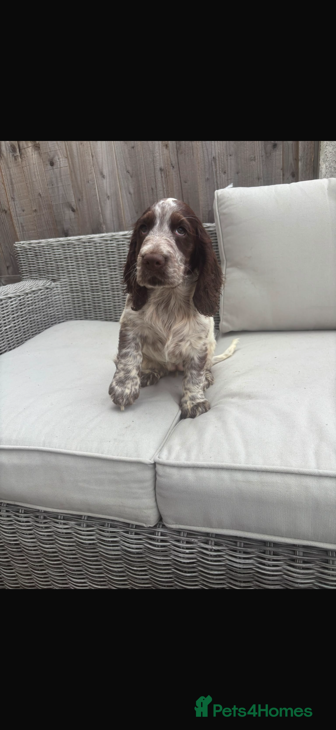 Cocker Spaniel dogs Beautiful Show type cocker spaniel pups REDUCED - Advert 2
