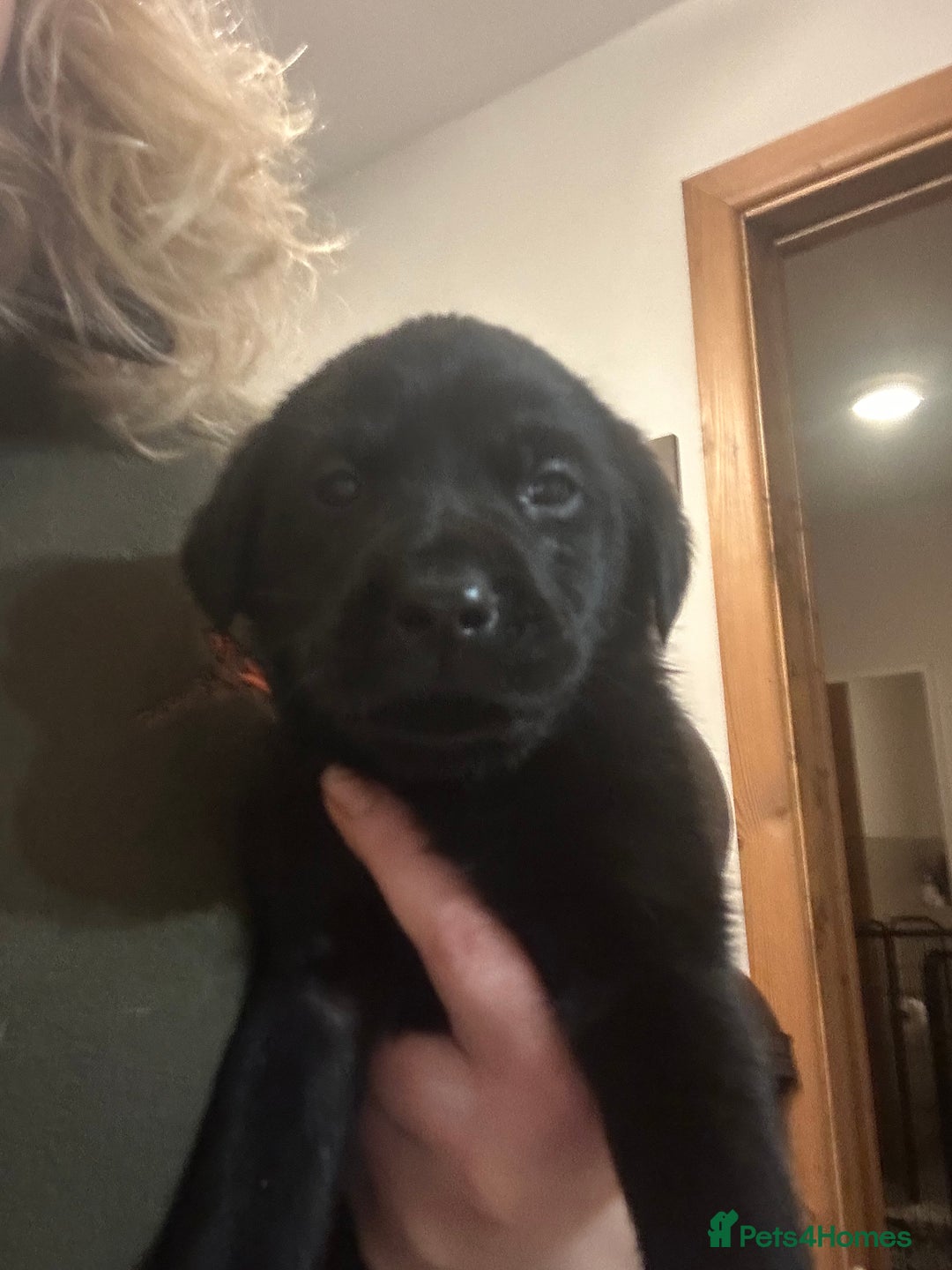 Labrador Retriever dogs for sale: Black Labrador pups  - Advert 13