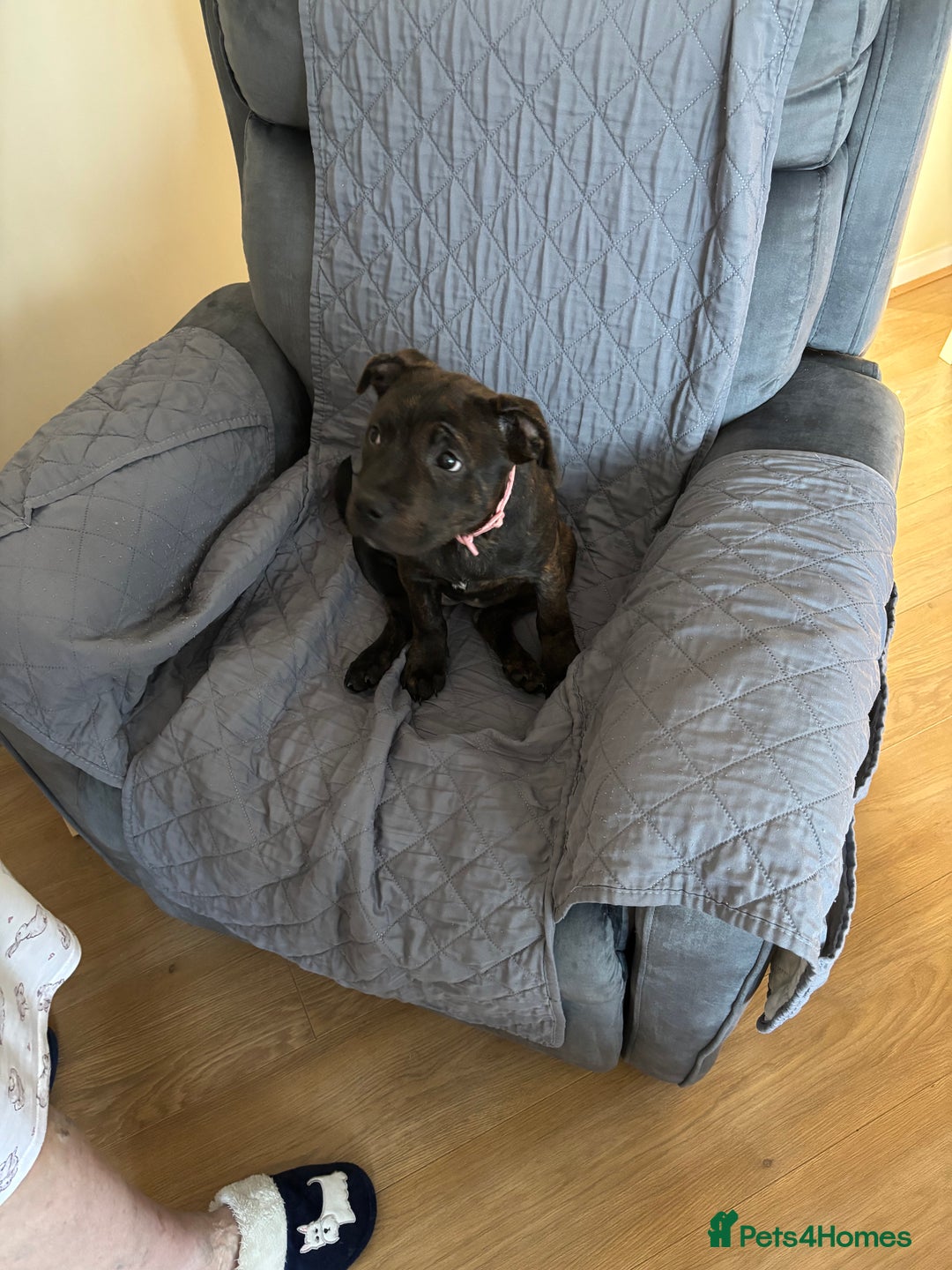 Staffordshire Bull Terrier dogs for sale: Puppy female staffy - Advert 1