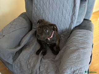 Staffordshire Bull Terrier dogs Puppy female staffy - Advert 1