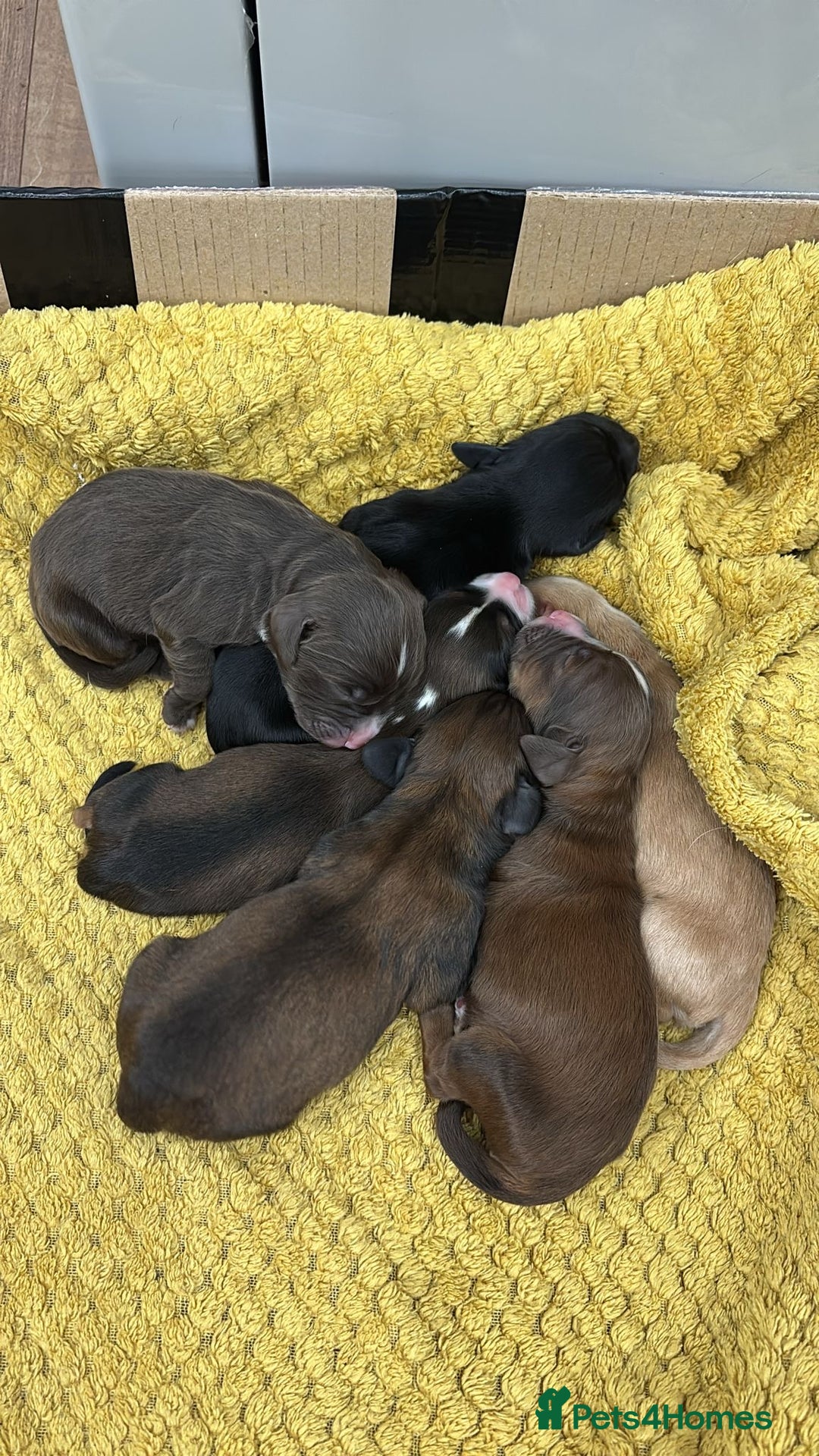 Cocker Spaniel dogs for sale: Stunning Cocker Spaniel puppy’s for sale - Advert 3