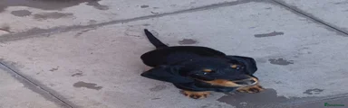 Doxiepoo 5