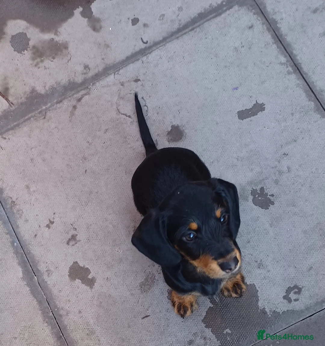 Doxiepoo dogs for sale: Adorable DoxiePoo Puppies. NOW FULLY VACCINATED  - Advert 2
