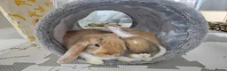 Mini Lop rabbits for sale: 2 Mini Lops - Advert 1