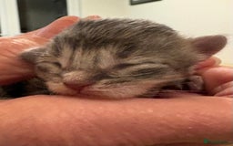 Maine Coon cats for sale: Maine Coon cuties - Advert 21