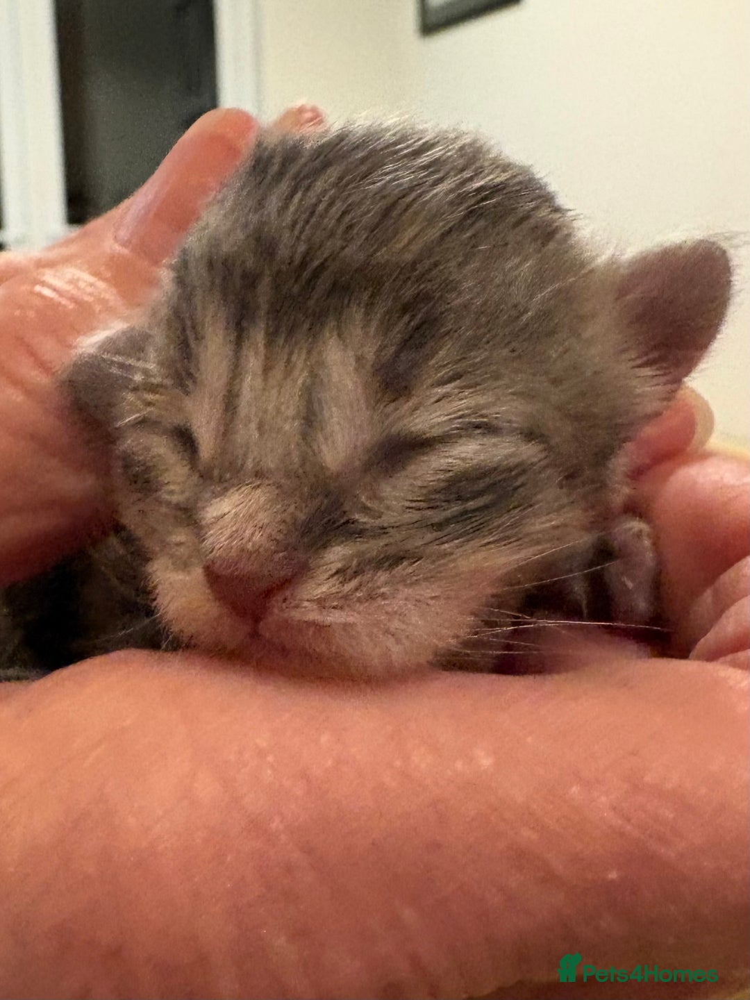 Maine Coon cats for sale: Maine Coon cuties - Advert 21