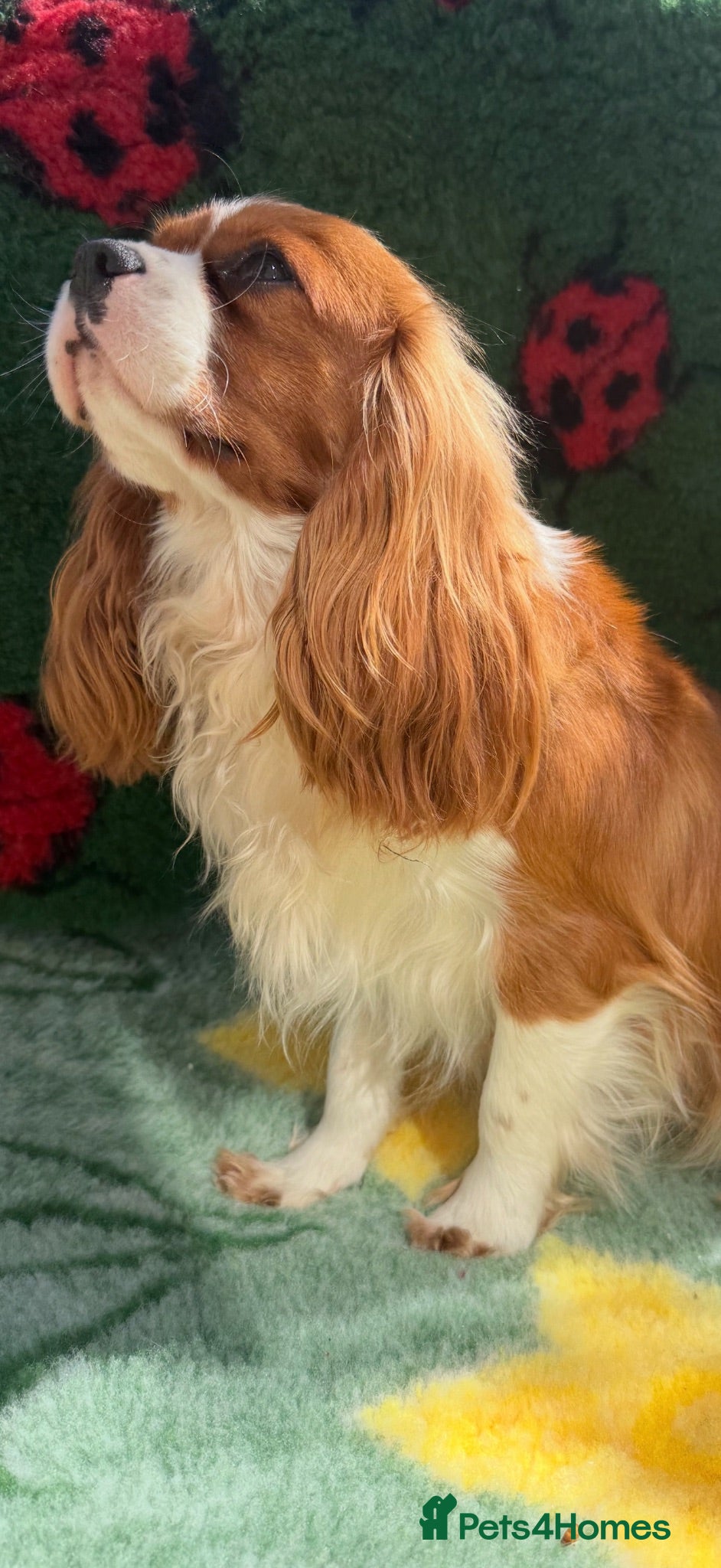 Cavapoo dogs Extensively Health Tested Red Cavapoos - Advert 2
