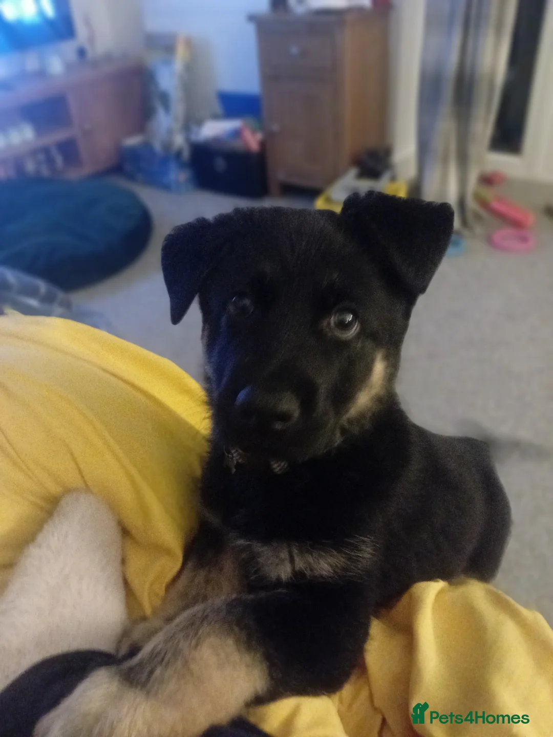 German Shepherd dogs for sale: German shepherd puppy beautiful  - Advert 1