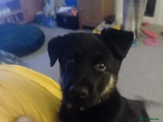 German Shepherd dogs German shepherd puppy beautiful - Advert 1