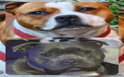 Staffordshire Bull Terrier dogs for sale: 🥨THE BEST OF BOTH WORLDS🥨 - Image 5