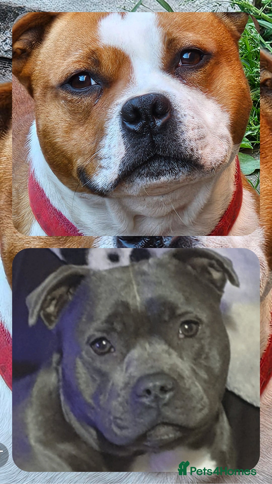 Staffordshire Bull Terrier dogs for sale: 🥨THE BEST OF BOTH WORLDS🥨 - Image 5