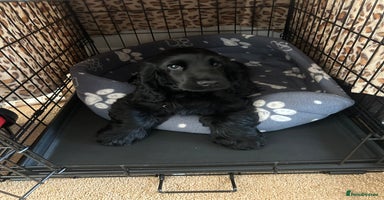 Cocker Spaniel dogs - Advert 8