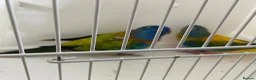 Parakeets birds for sale: Proven pair of Splendids - Advert 7