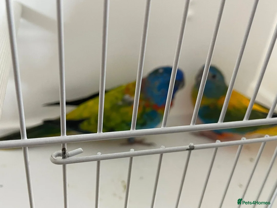 Parakeets birds for sale: Proven pair of Splendids - Advert 7