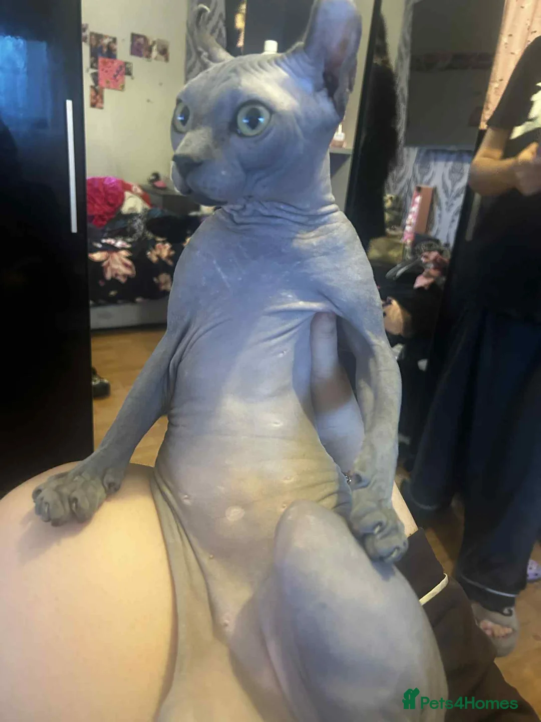 Sphynx cats for stud: Proven Blue Male Available for Stud - Advert 7