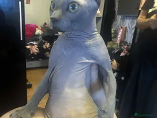 Sphynx cats Proven Blue Male Available for Stud - Advert 18